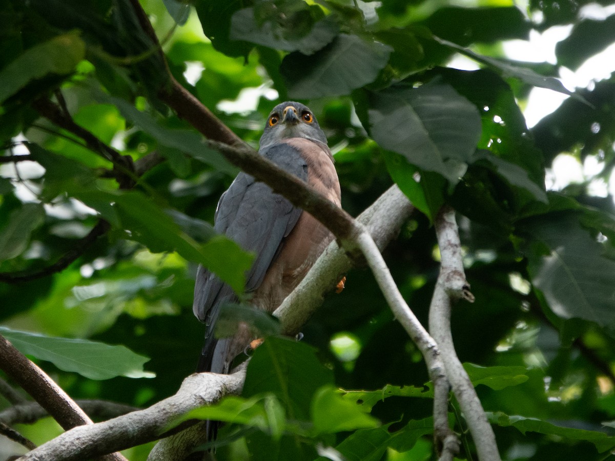 Brown Goshawk - ML646445301