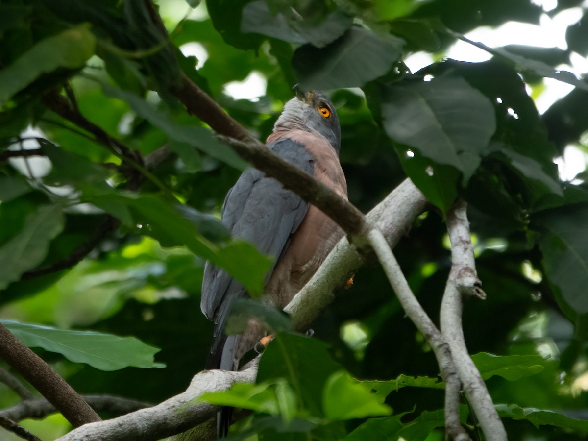 Brown Goshawk - ML646445302