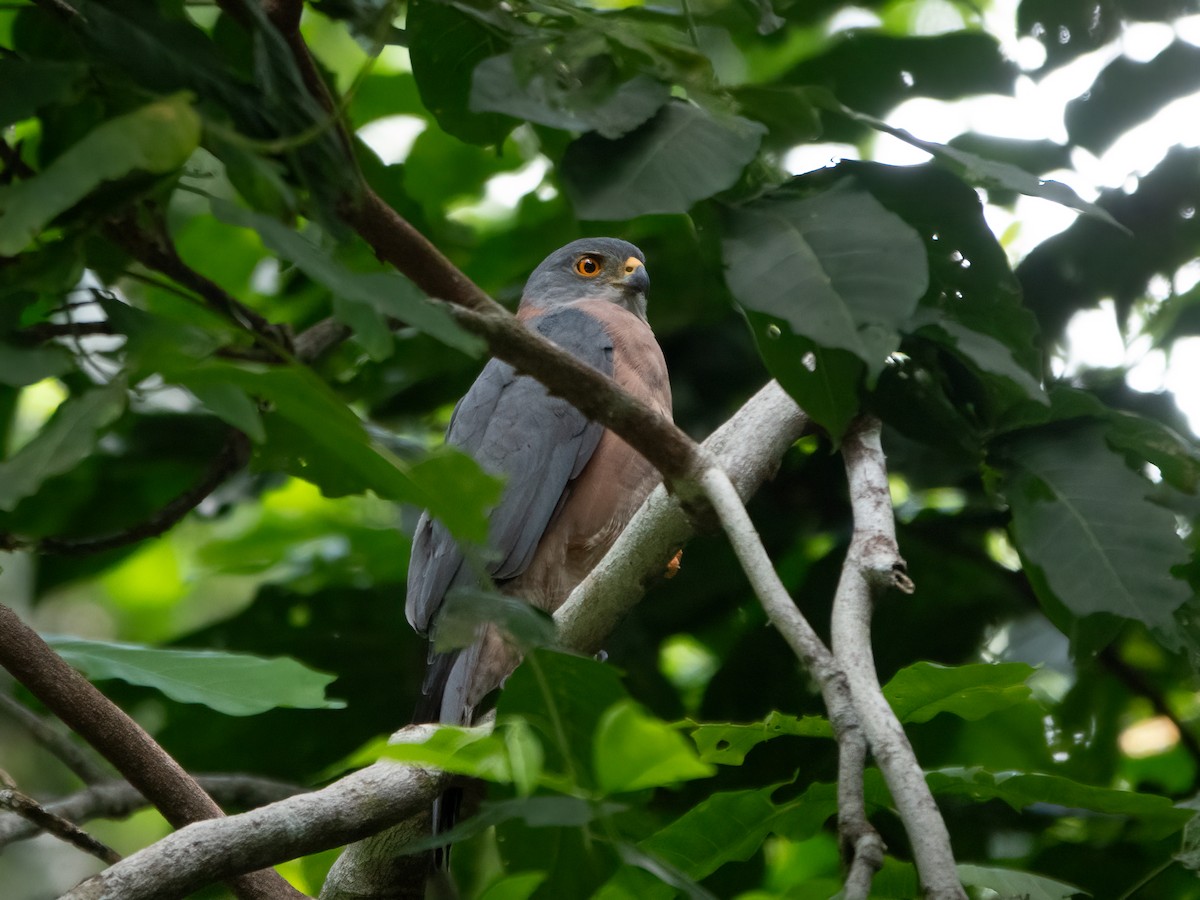 Brown Goshawk - ML646445303