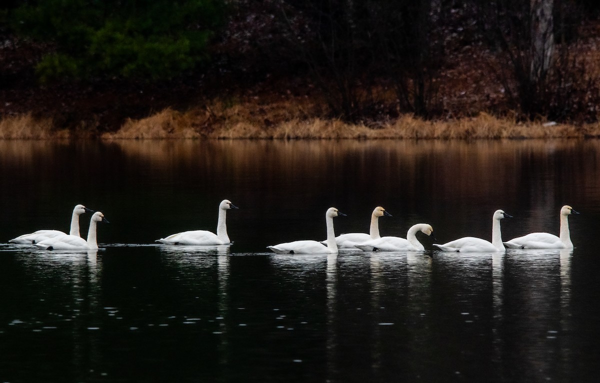 Tundra Swan - ML646445305