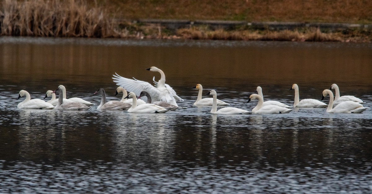 Tundra Swan - ML646445306