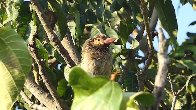 Brown-headed Barbet - ML646445307