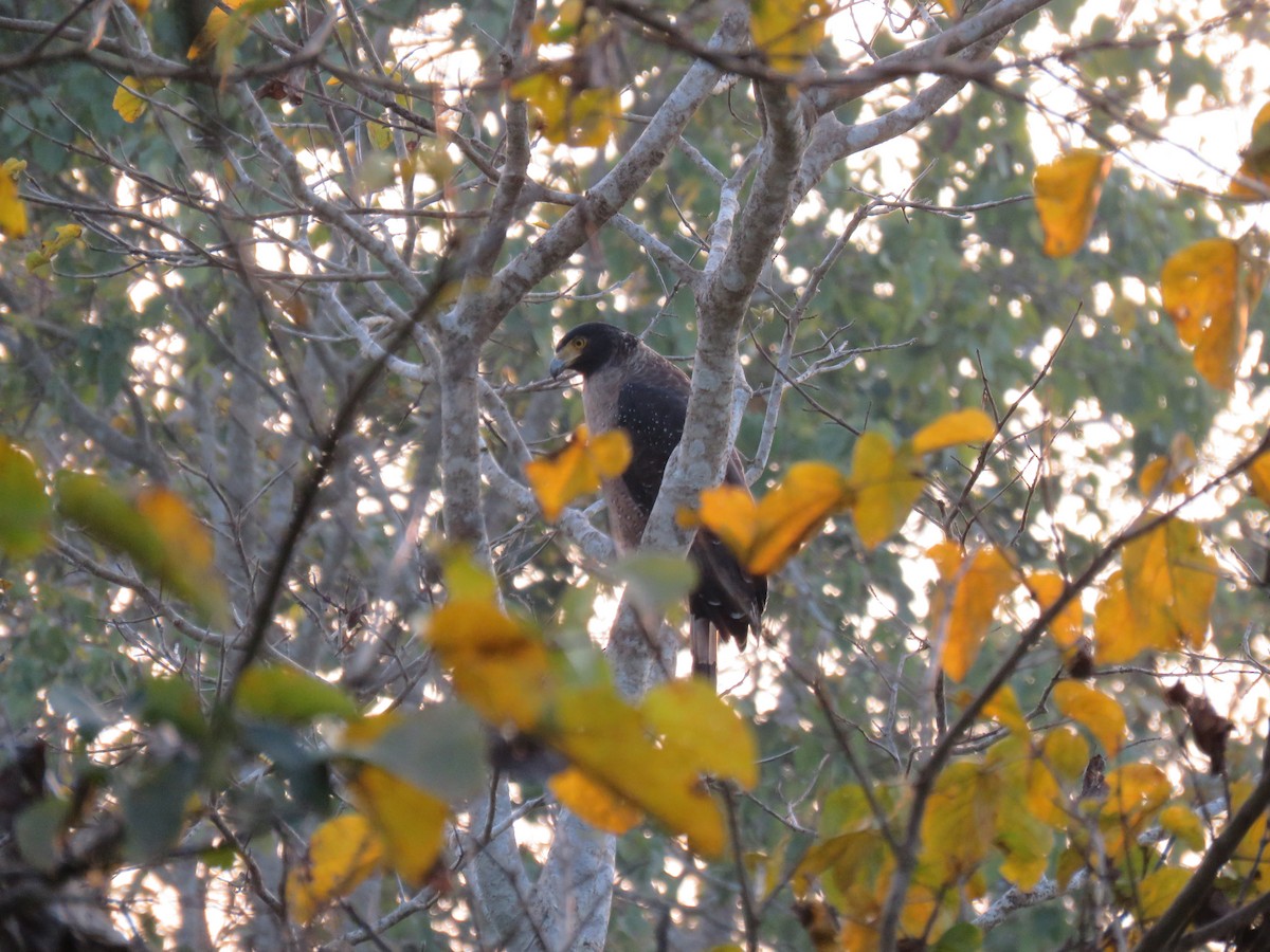 Crested Serpent-Eagle - ML646445310