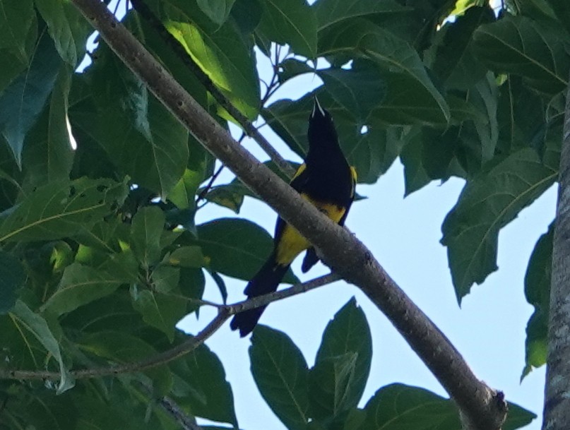 Black-cowled Oriole - ML646445311