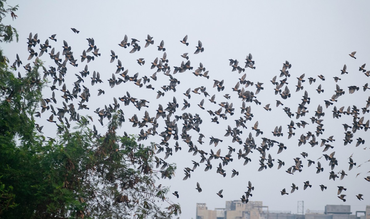 Rosy Starling - ML646445314