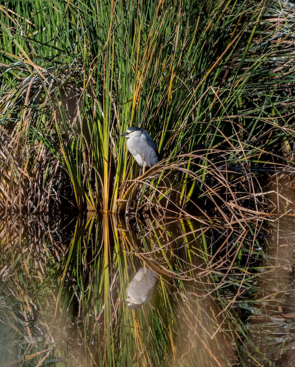 Martinete Común - ML646445317