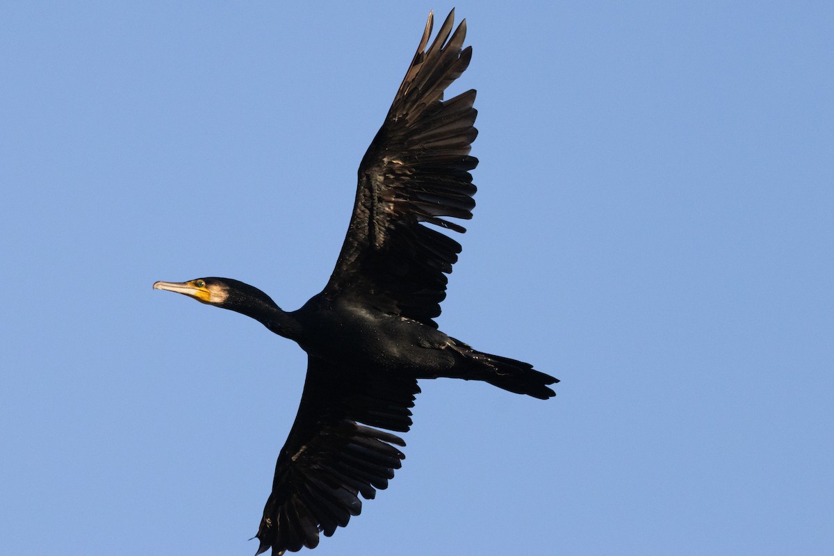 Great Cormorant - ML646445324