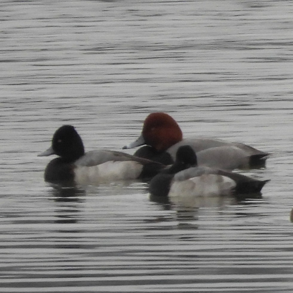 Redhead - ML646445325