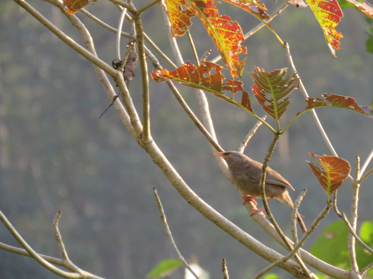 Jungle Babbler - ML646445327