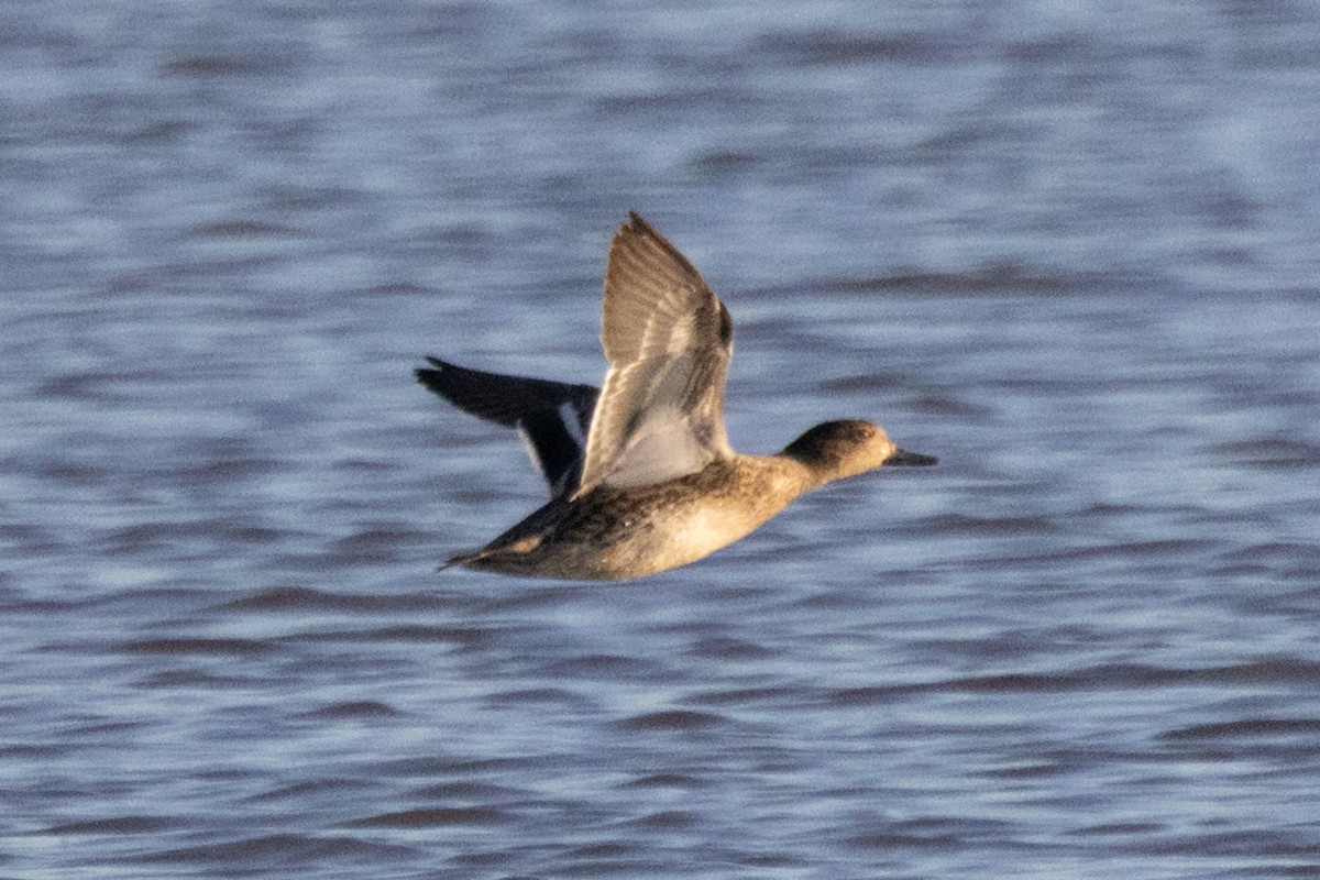 Green-winged Teal (Eurasian) - ML646445328