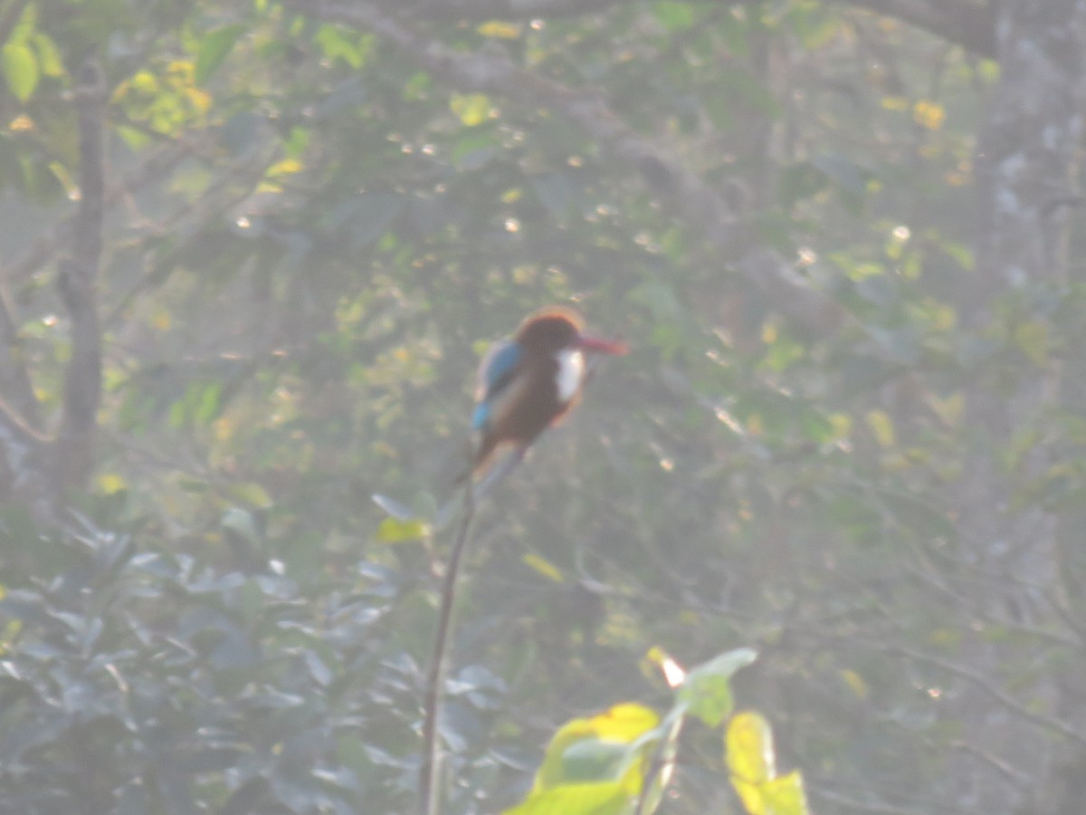 White-throated Kingfisher - ML646445330