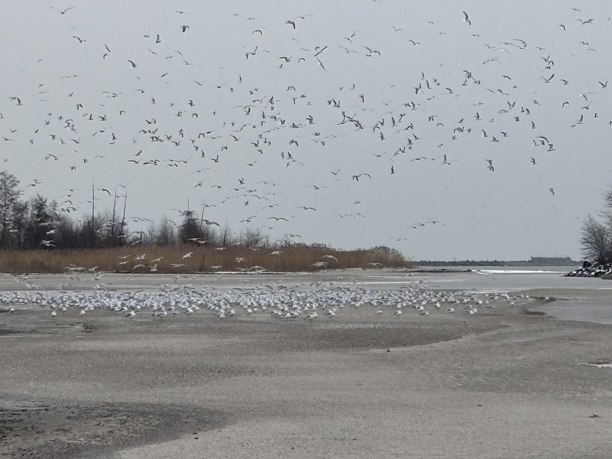 Ring-billed Gull - ML646445331