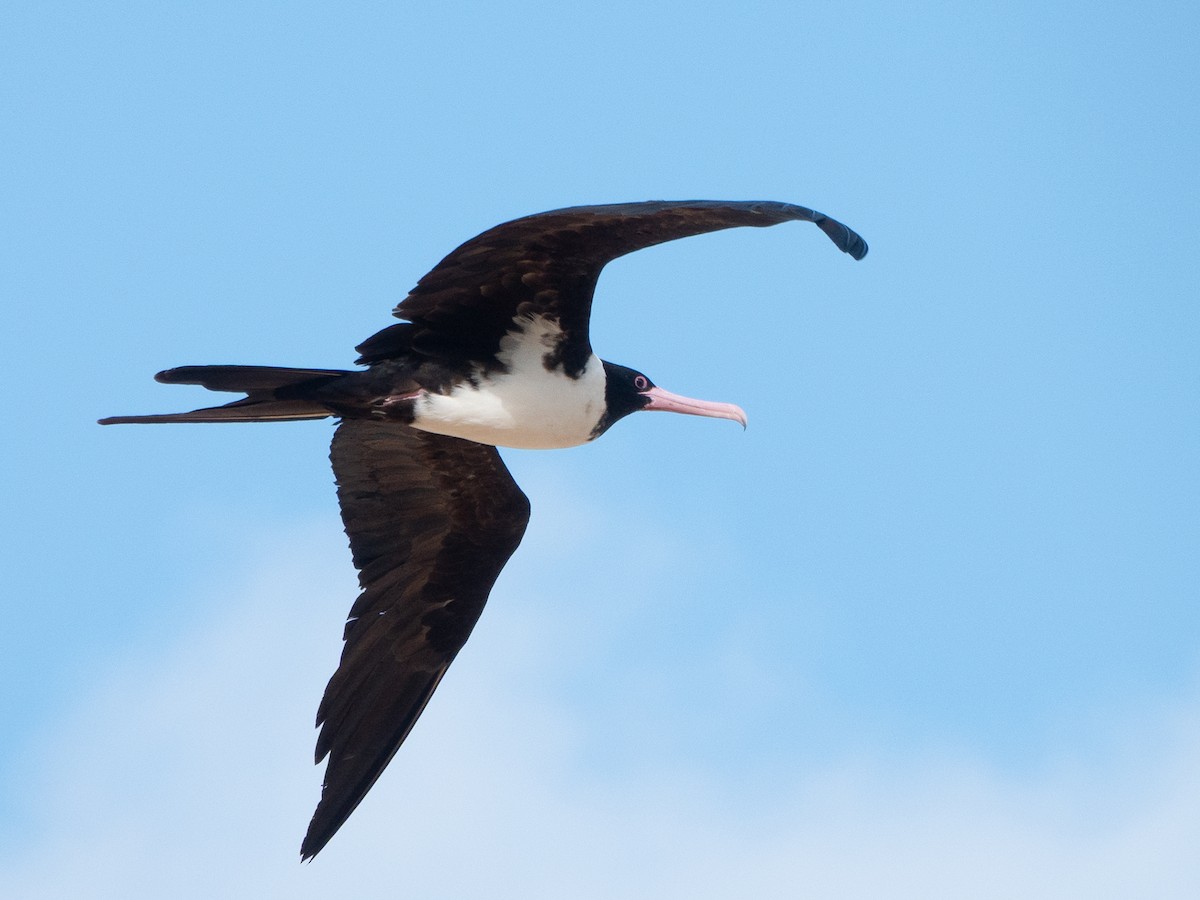 聖誕島軍艦鳥 - ML646445332