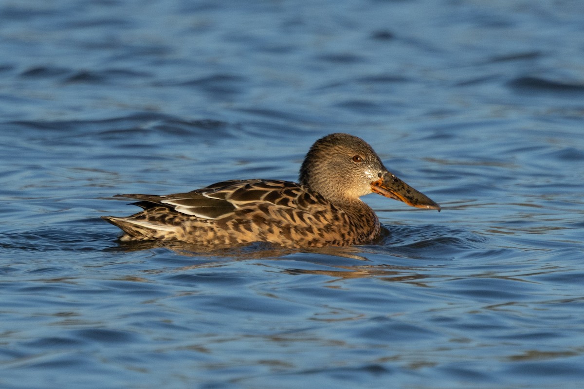 Northern Shoveler - ML646445333