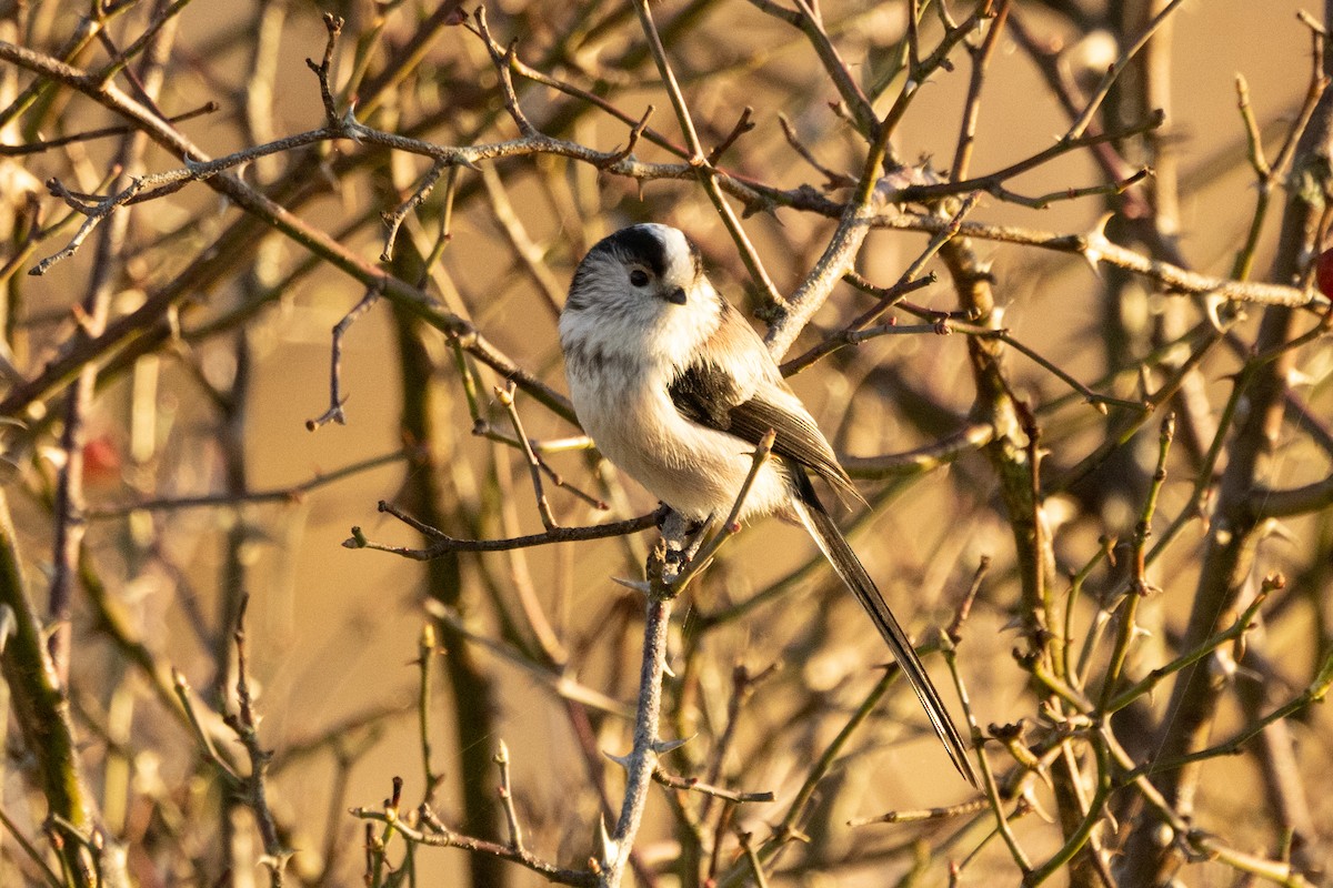 Long-tailed Tit - ML646445334