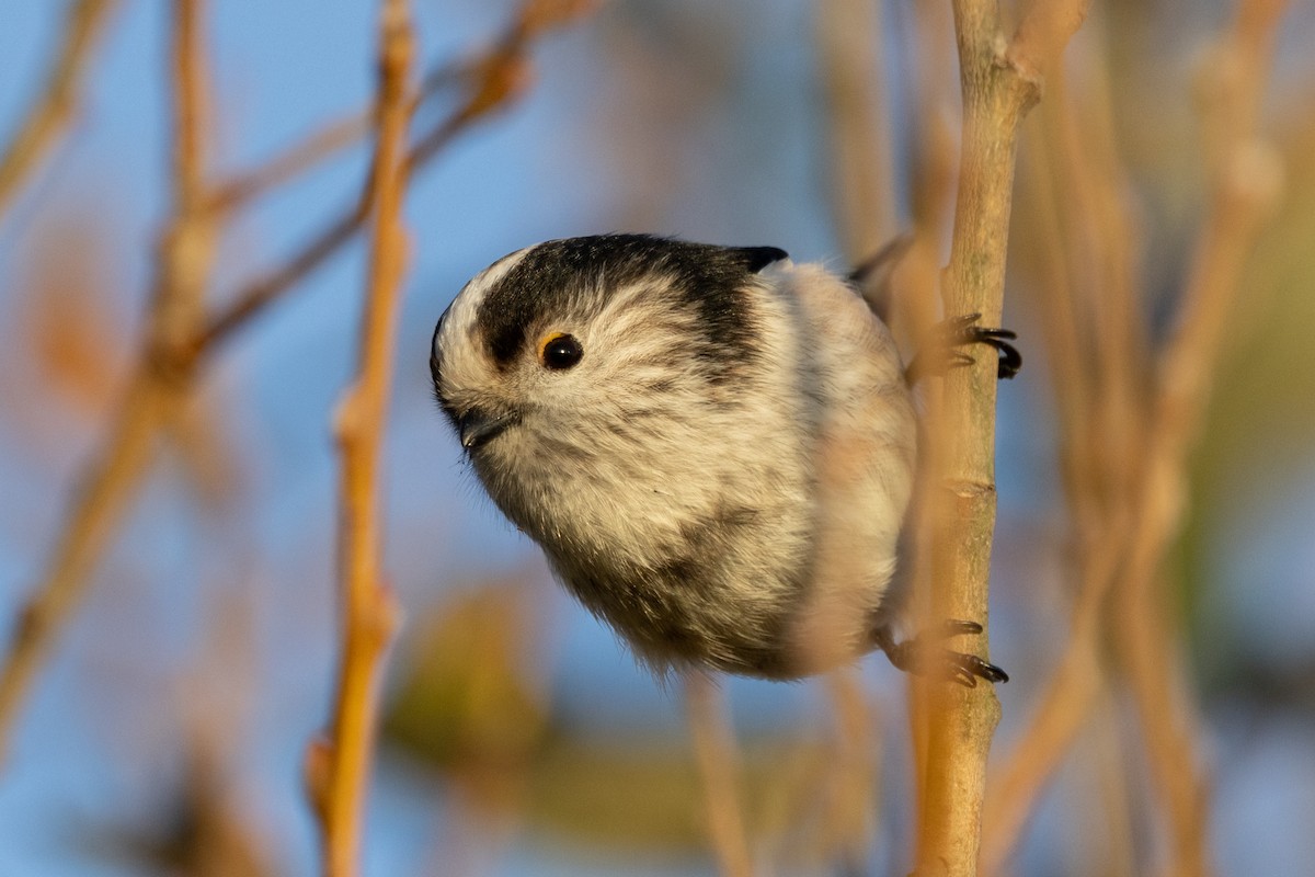 Long-tailed Tit - ML646445335