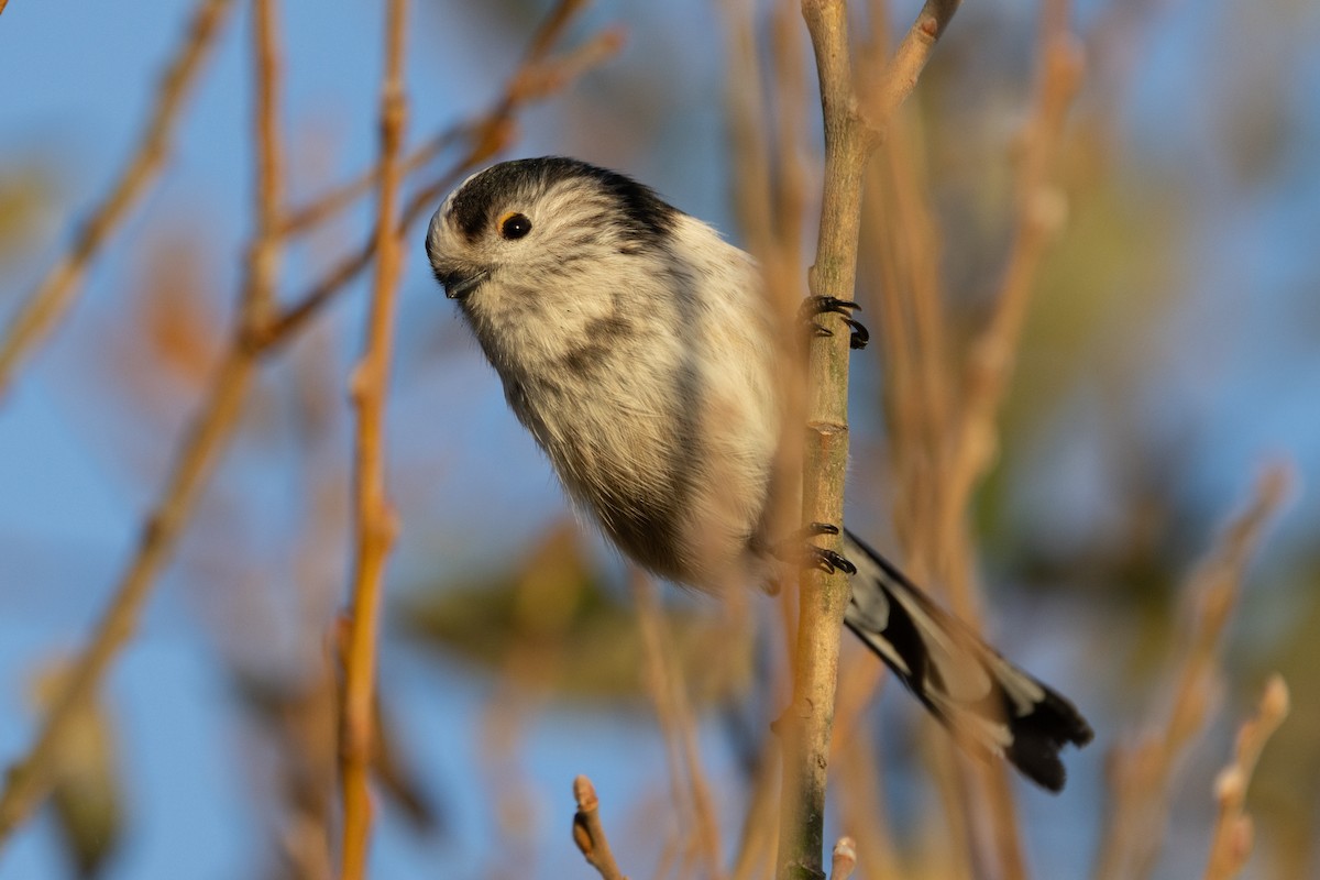 Long-tailed Tit - ML646445336
