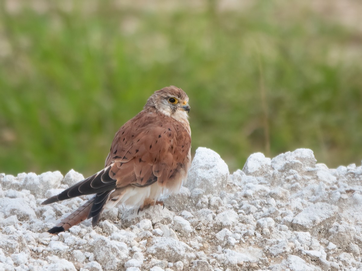 Nankeen Kestrel - ML646445338