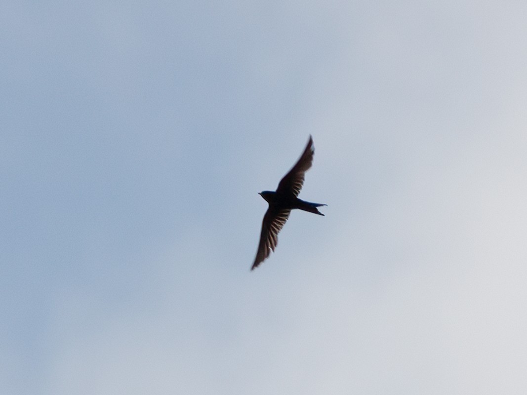 vlaštovka obecná - ML646445340