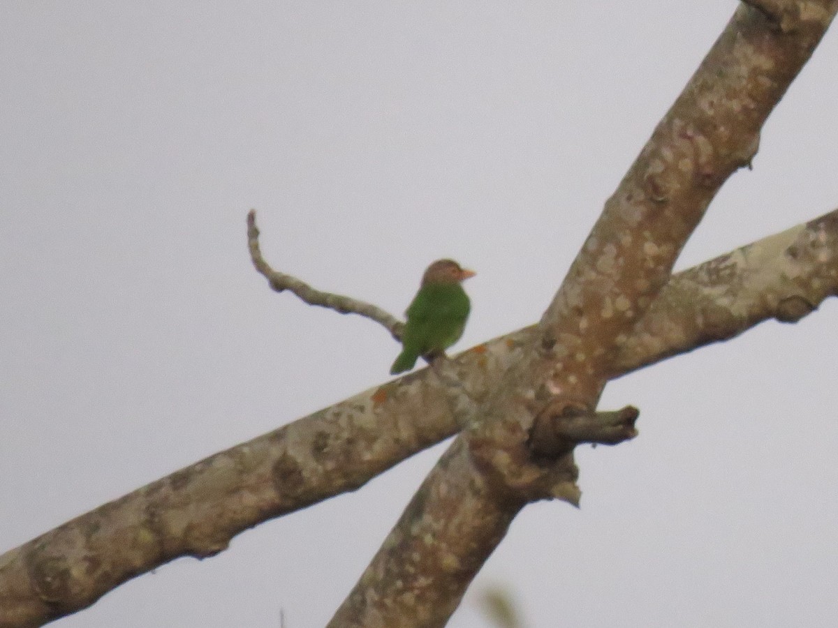 Бородастик смугастий - ML646445341