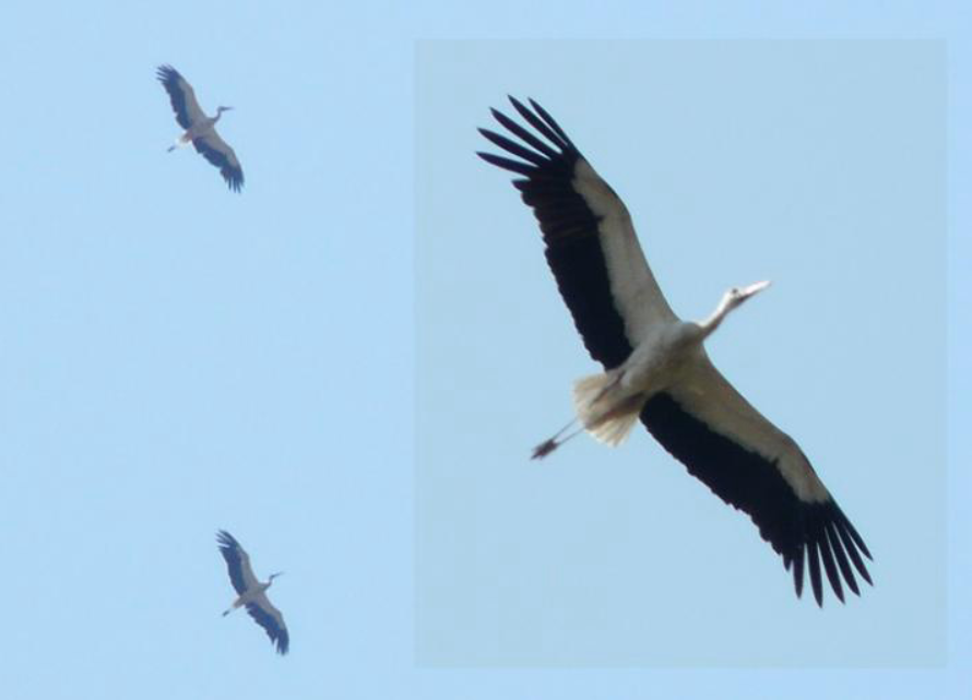 Лелека білий - ML646445342