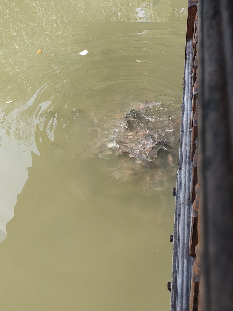 Sagor catfish - ML646445344