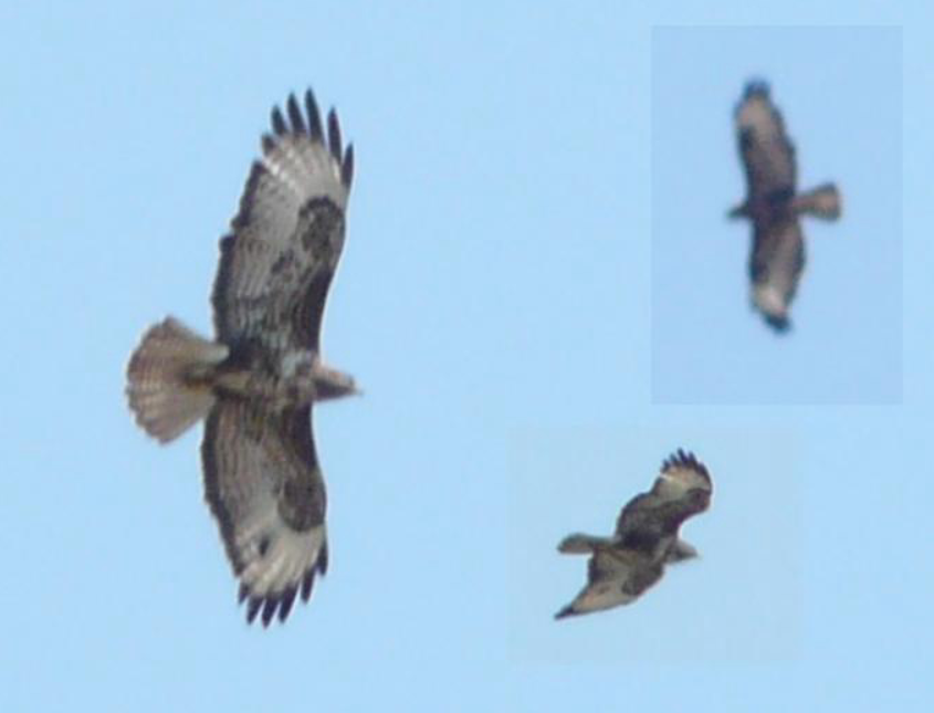 Канюк звичайний - ML646445345