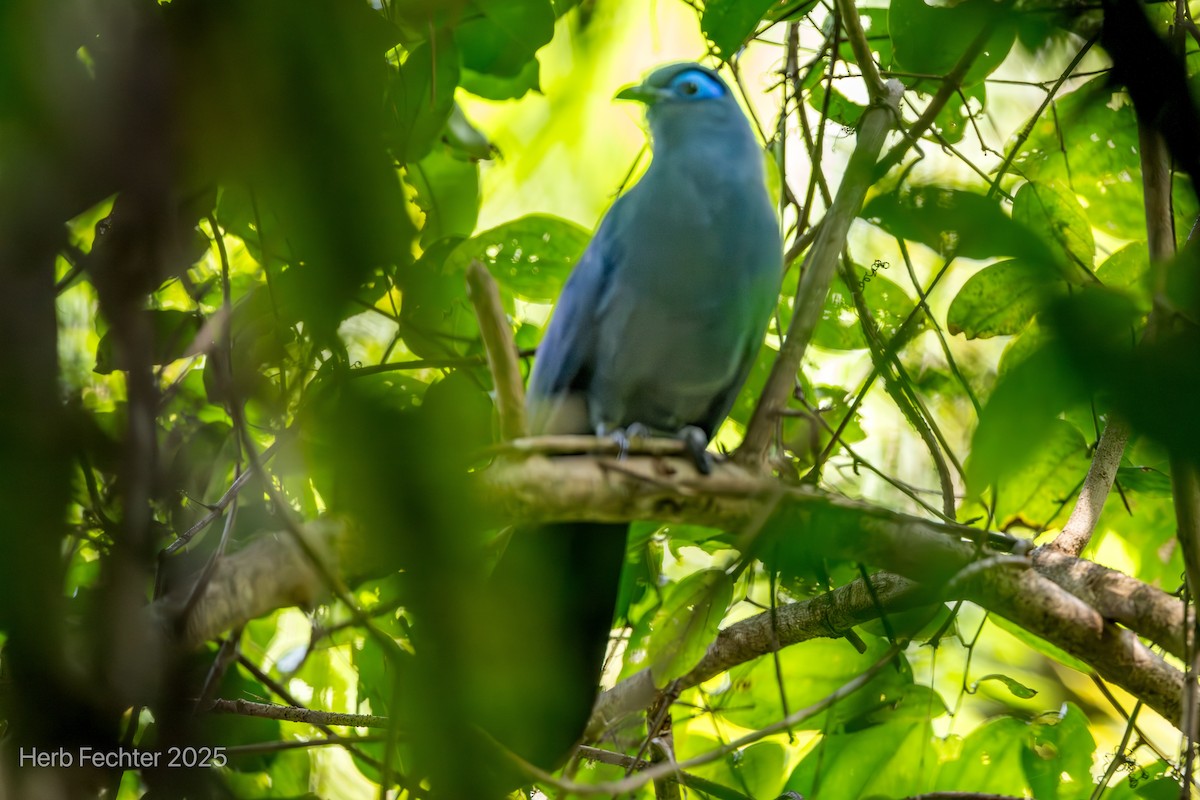 Коуа синій - ML646445346