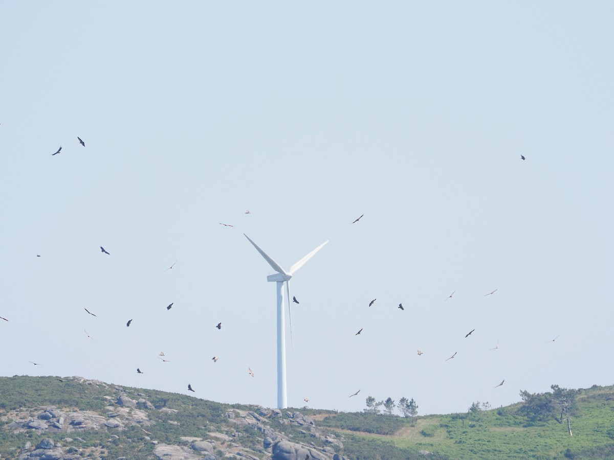 Сип білоголовий - ML646445347