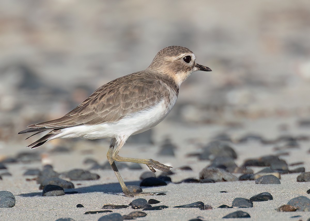 Double-banded Plover - ML646445348