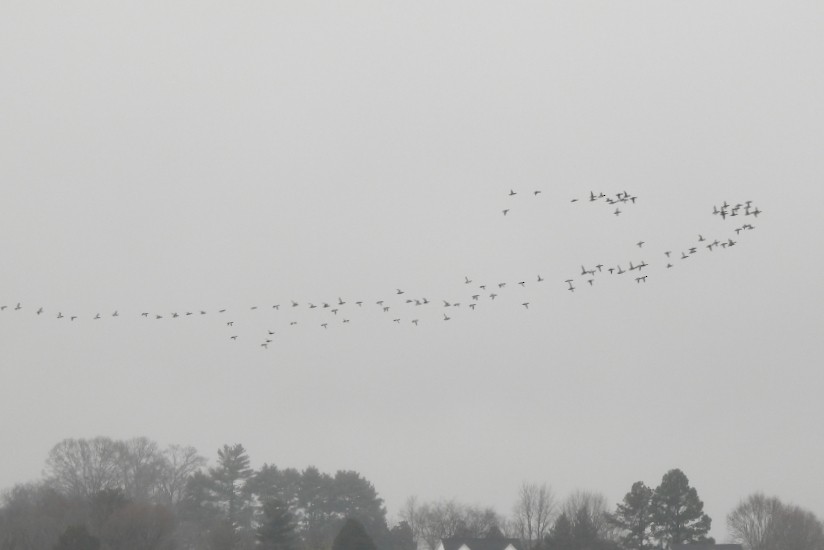 Чернь американська - ML646445350