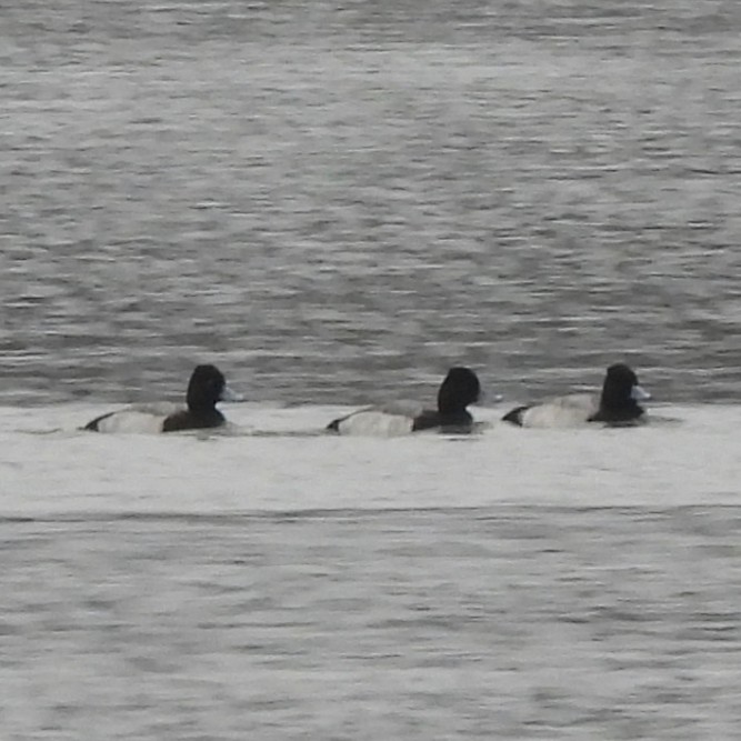 Чернь американська - ML646445351