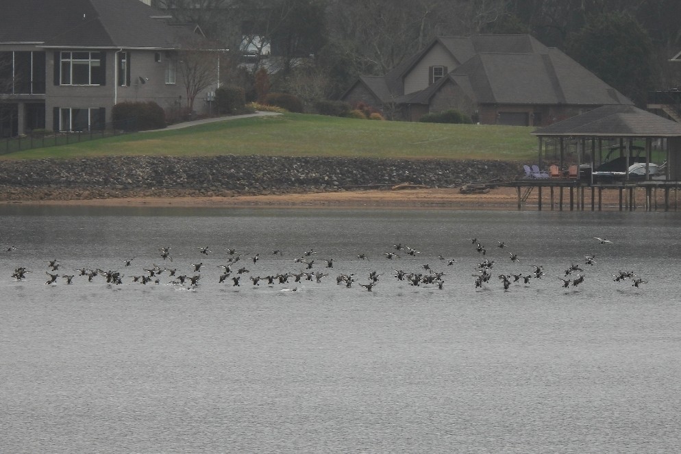 Чернь американська - ML646445352