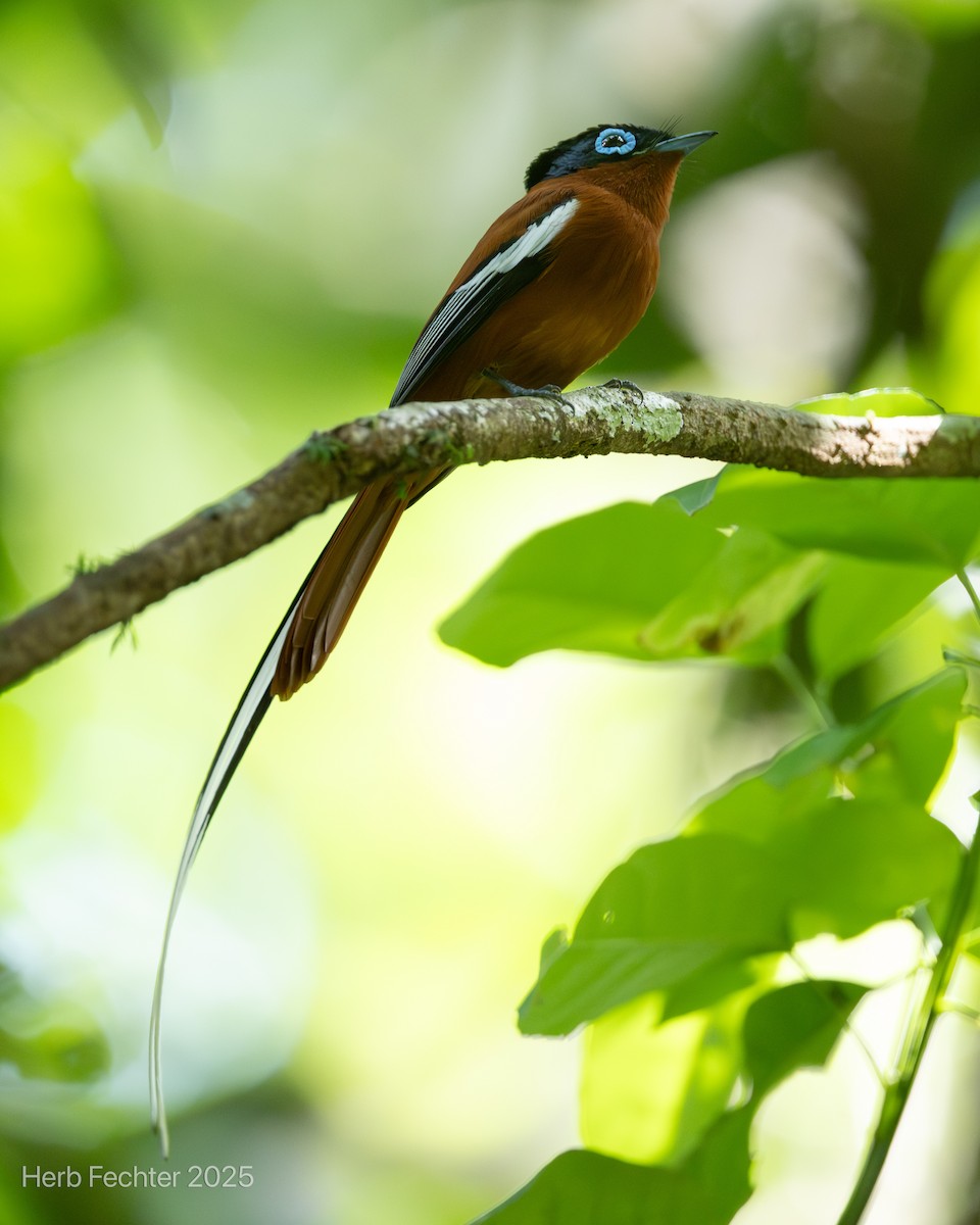 Монарх-довгохвіст мадагаскарський - ML646445355