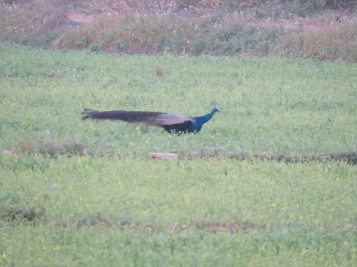 Павич чубатий - ML646445356