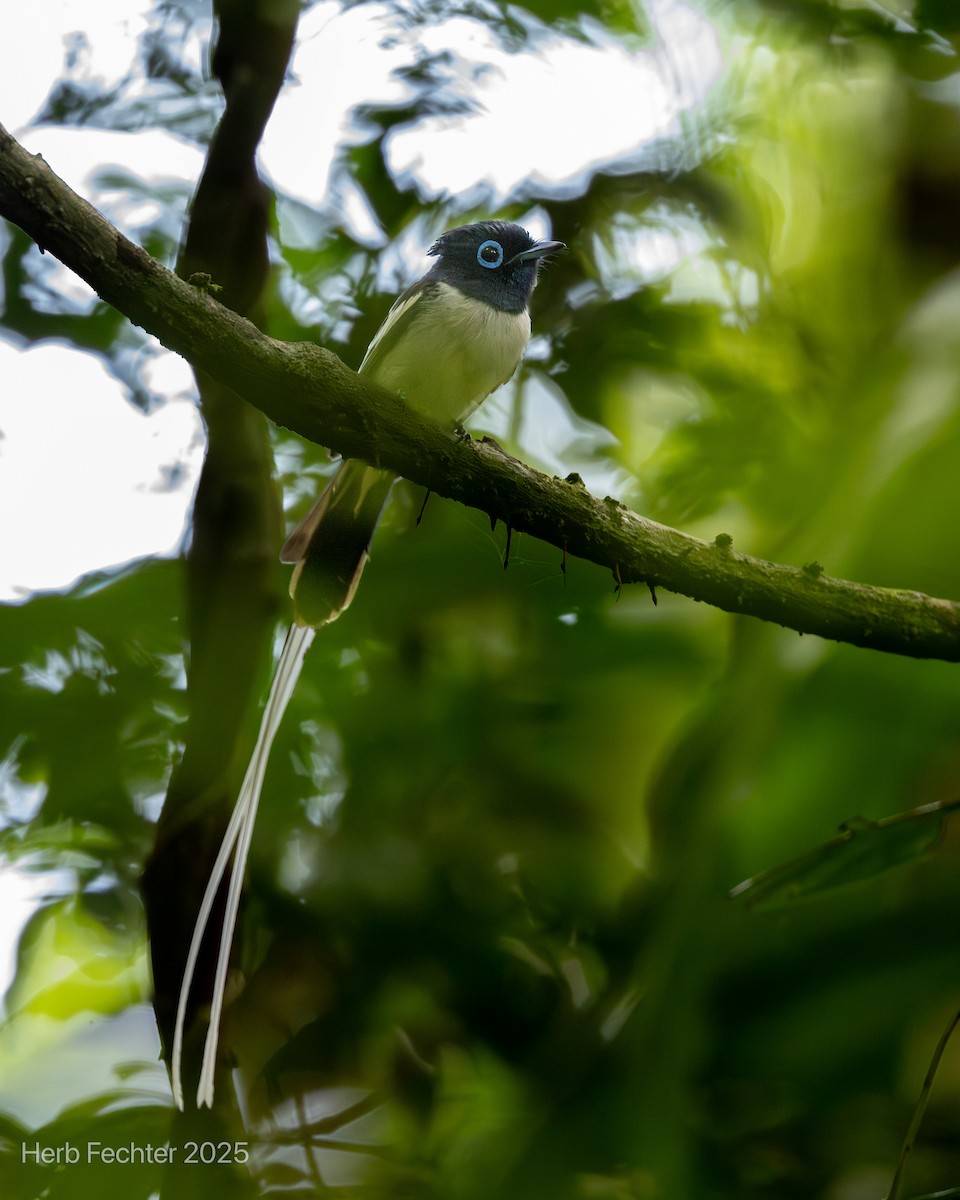 Монарх-довгохвіст мадагаскарський - ML646445357
