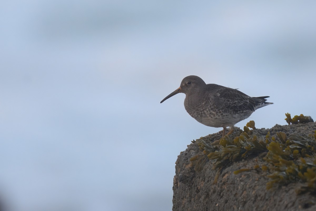 Побережник морський - ML646445358