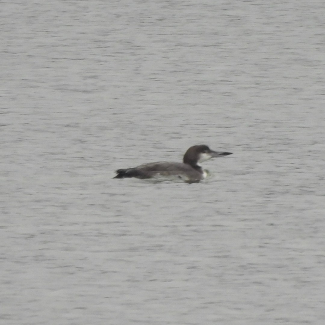 Гагара полярна - ML646445363