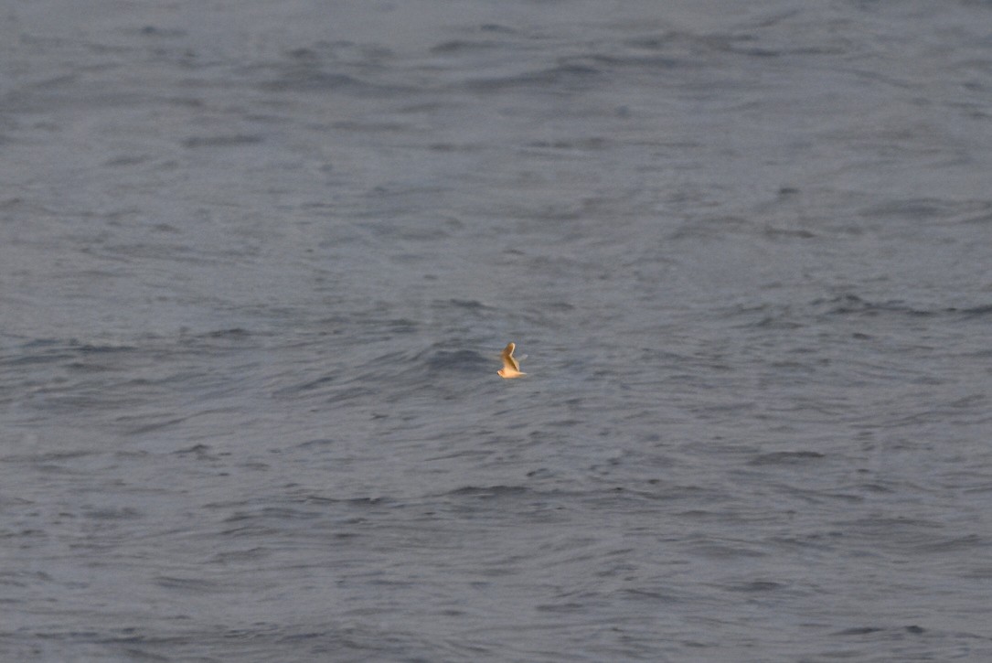 Мартин малий - ML646445364