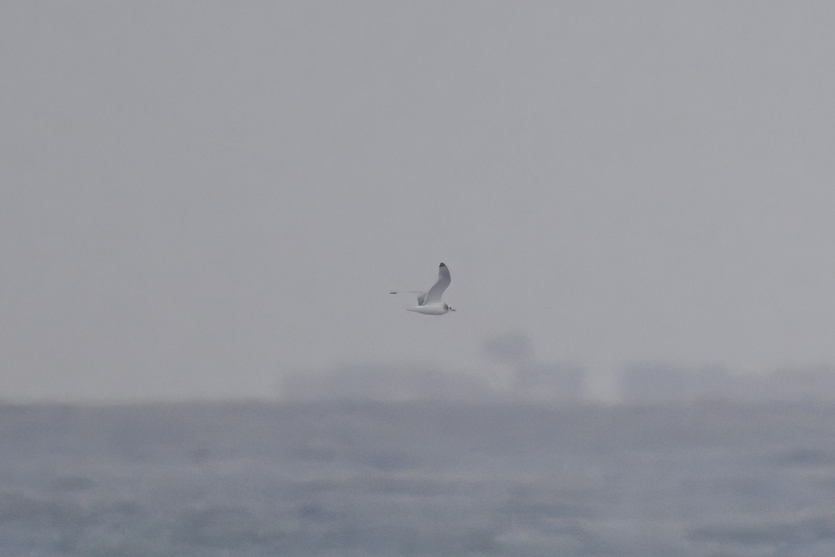 Мартин трипалий - ML646445367