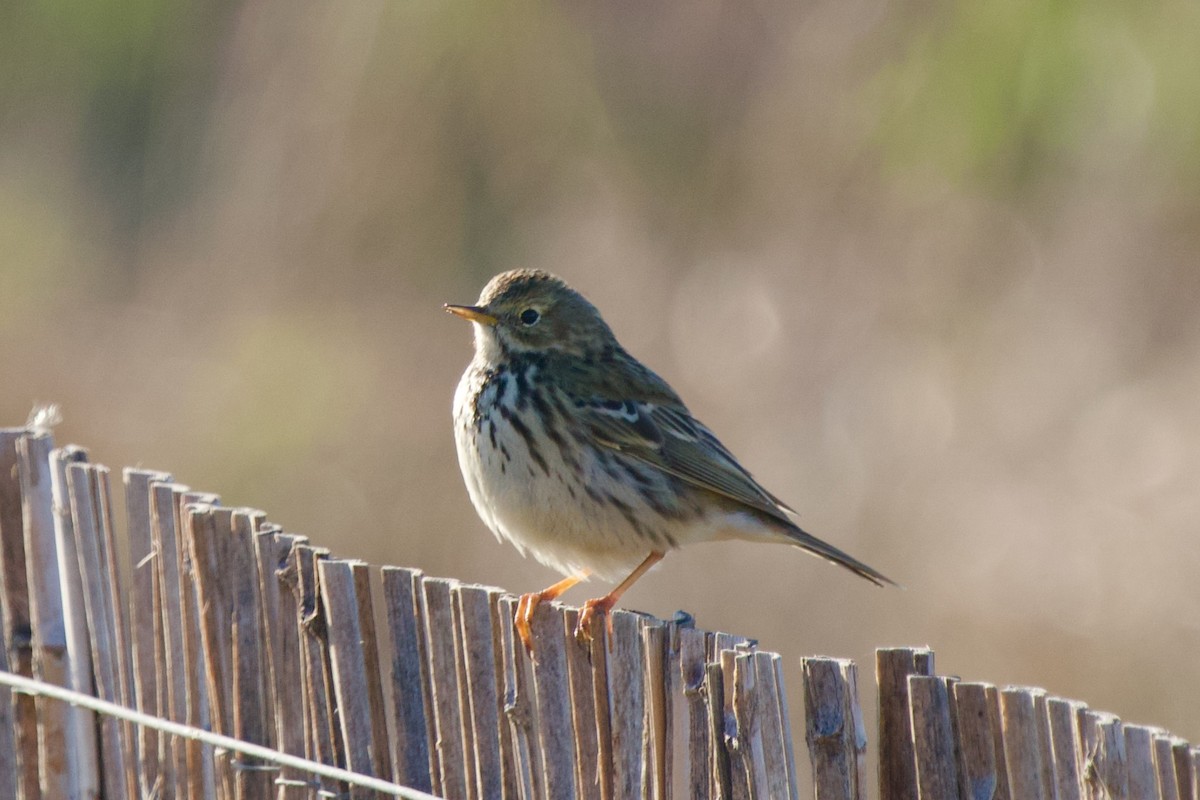 Щеврик лучний - ML646445368