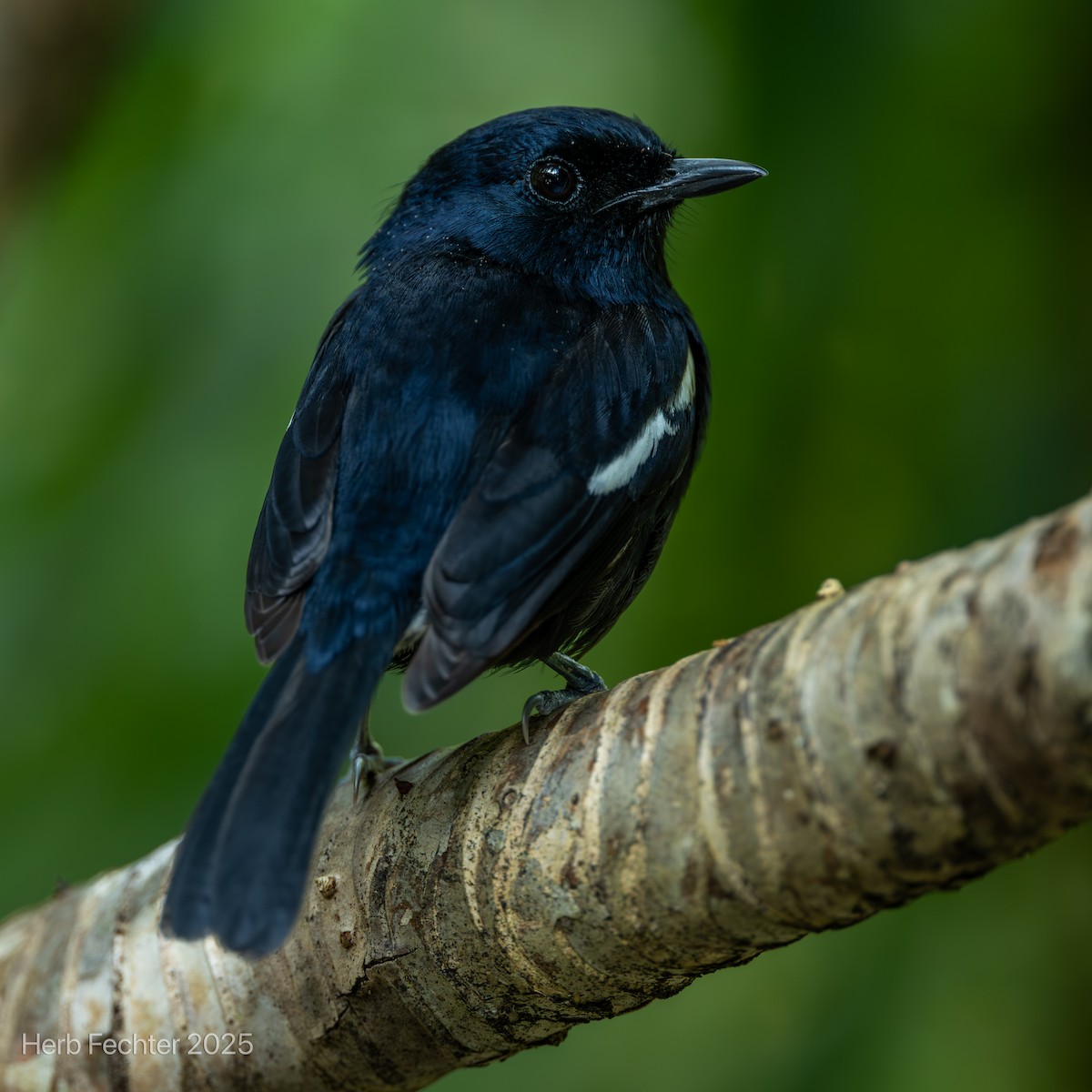 Шама мадагаскарська - ML646445369