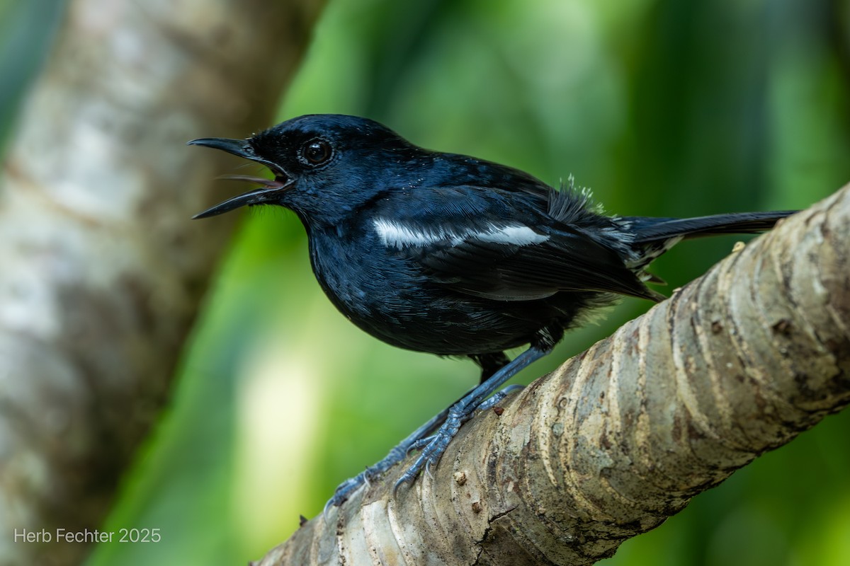 Шама мадагаскарська - ML646445370