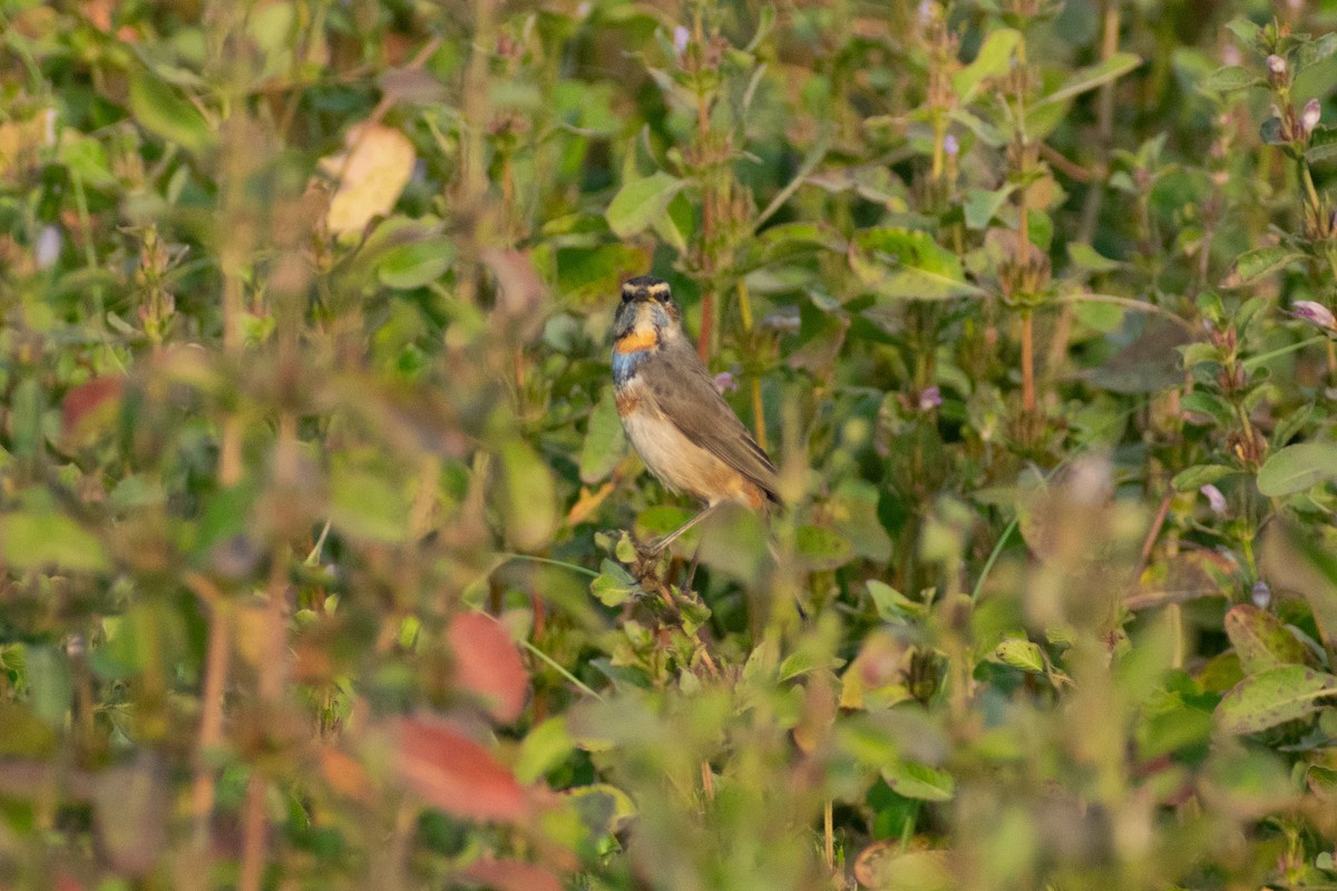 Синьошийка - ML646445371