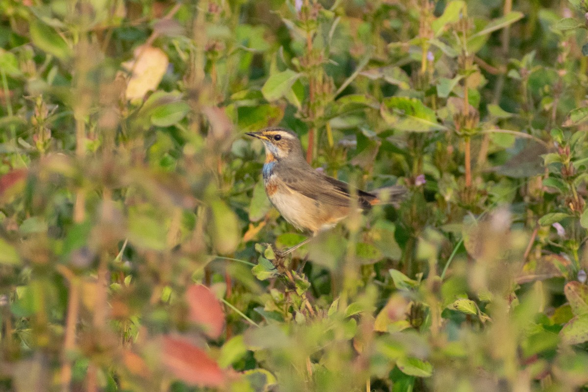 Синьошийка - ML646445372