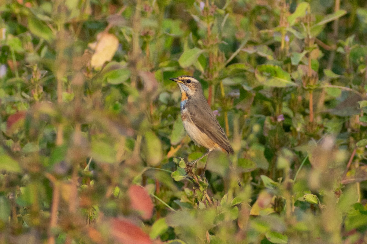 Синьошийка - ML646445373