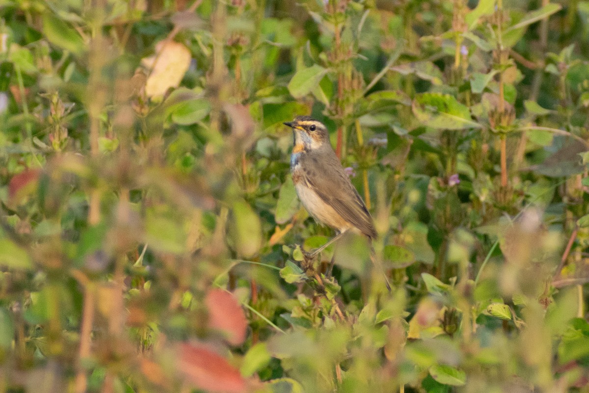 Синьошийка - ML646445374