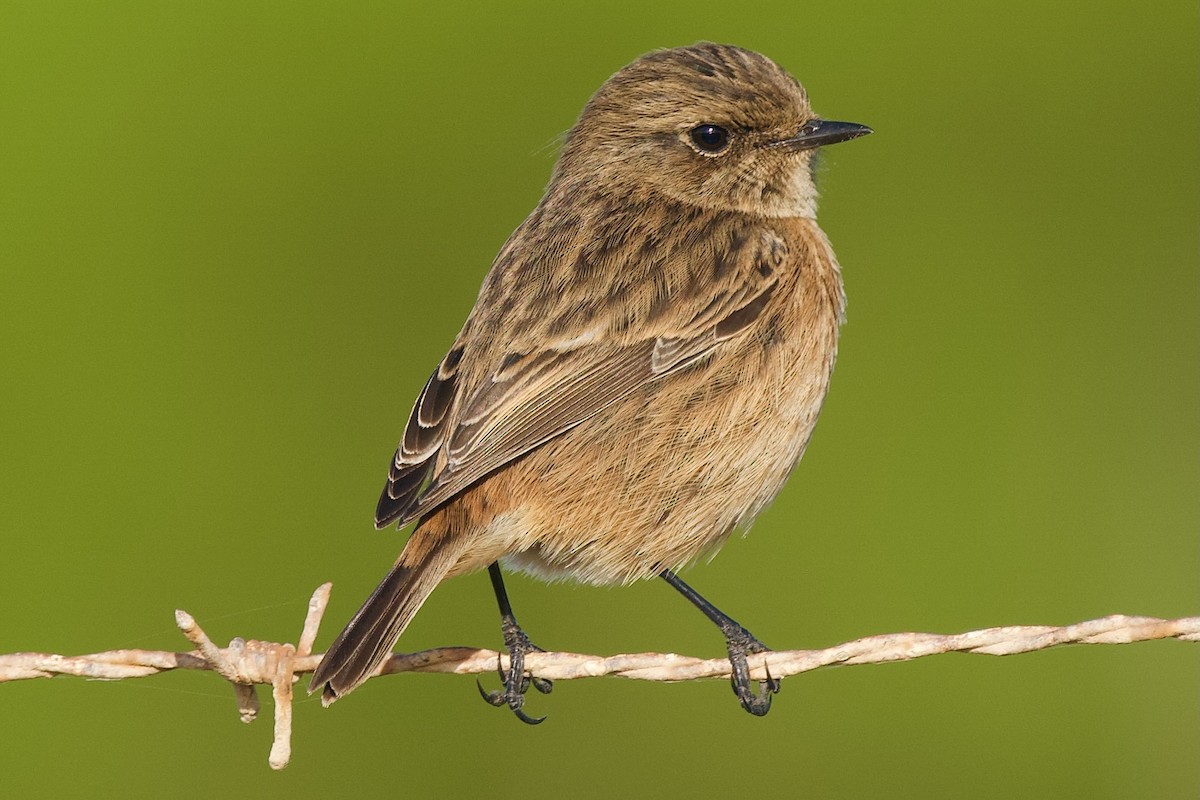 Трав'янка чорноголова - ML646445375