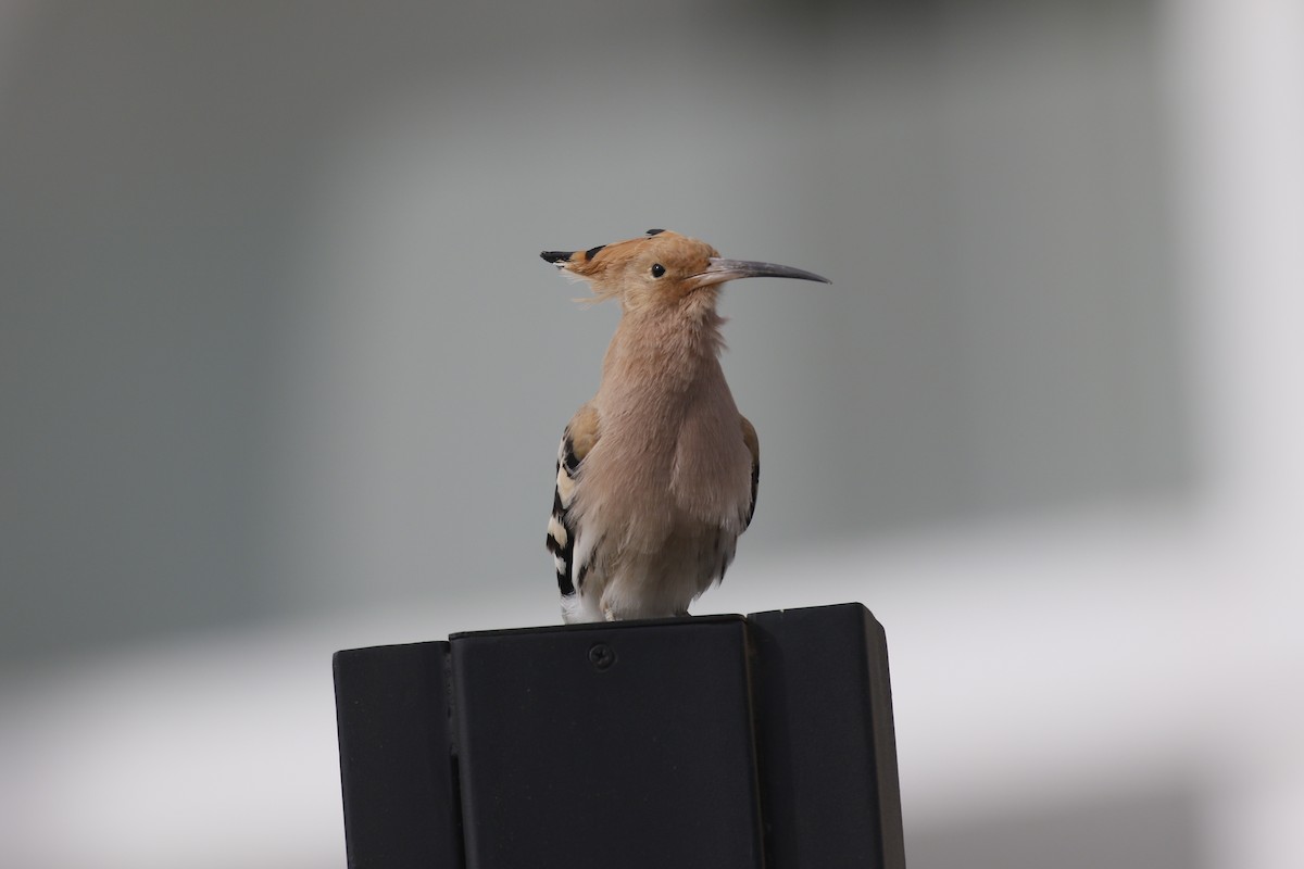 Одуд євразійський - ML646445377