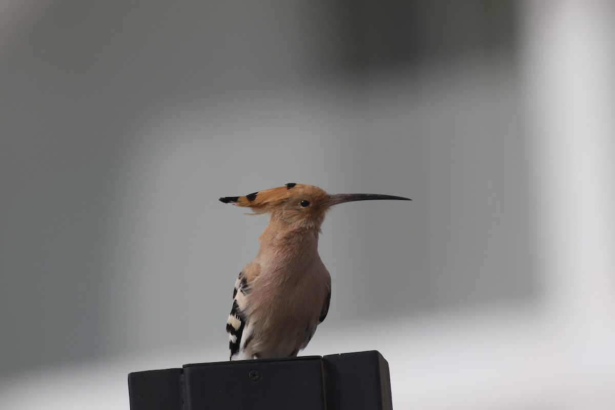 Одуд євразійський - ML646445378